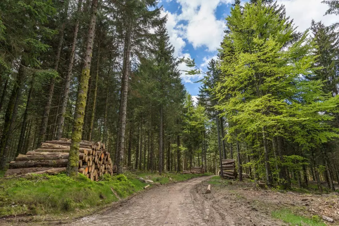 Votre spécialiste en travaux forestiers dans la Meuse (55)